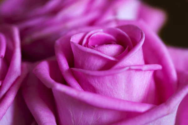 Pink rose, abstract color — Stock Photo, Image