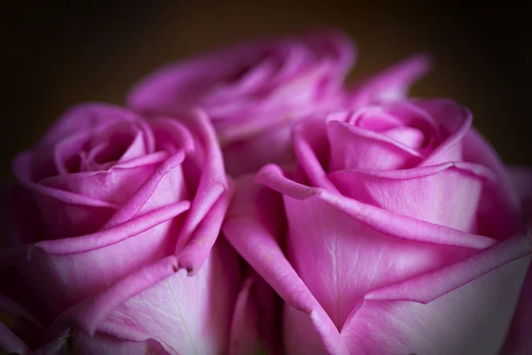 Pink rose, abstract color — Stock Photo, Image