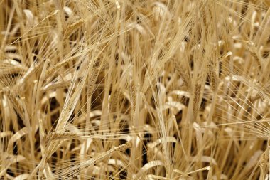 Wheat clipart