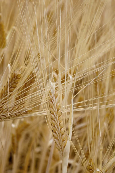 stock image Wheat