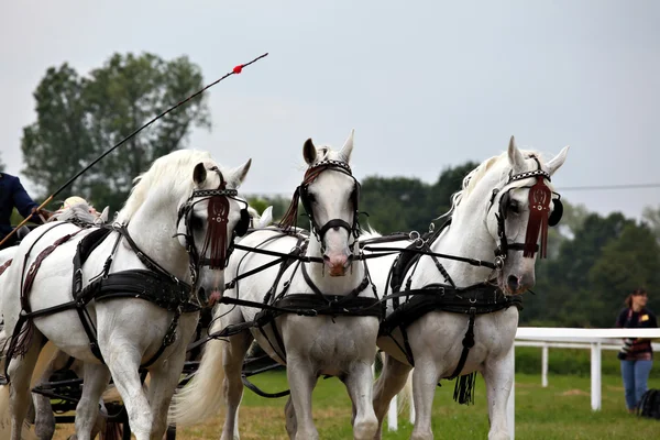 stock image Horse drawn carriage