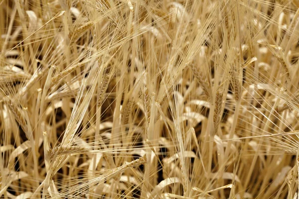 Пшениця Стокове Фото