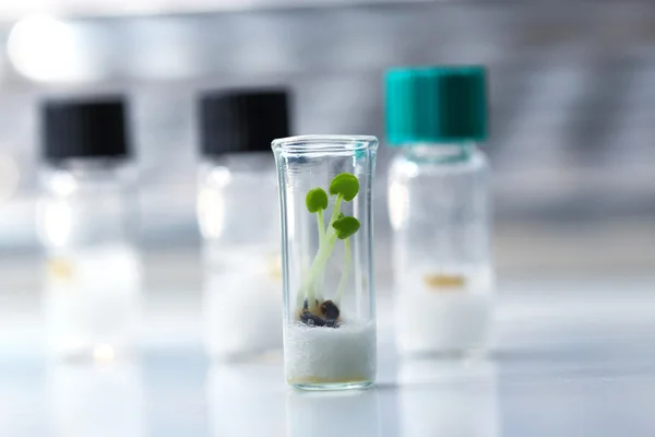 Growing plants inside a test tube — Stock Photo, Image