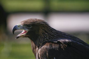 Gerçek Aguila.