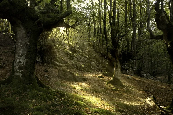 Bosque de hayas