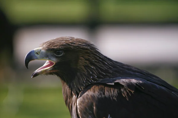 Aguila verklig — Stockfoto