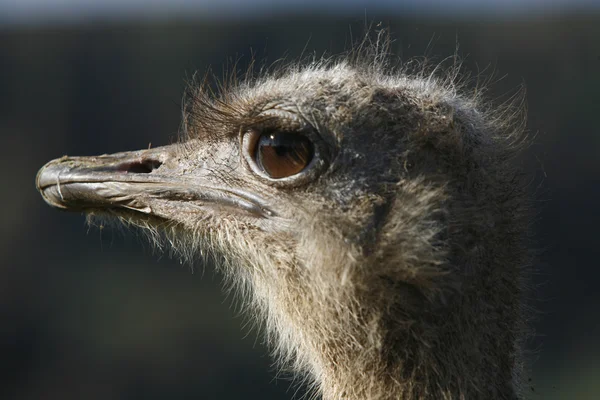 Cabeza de avestruz – stockfoto