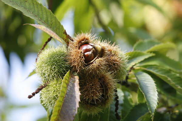 Каштанино-кон-Кастафас
