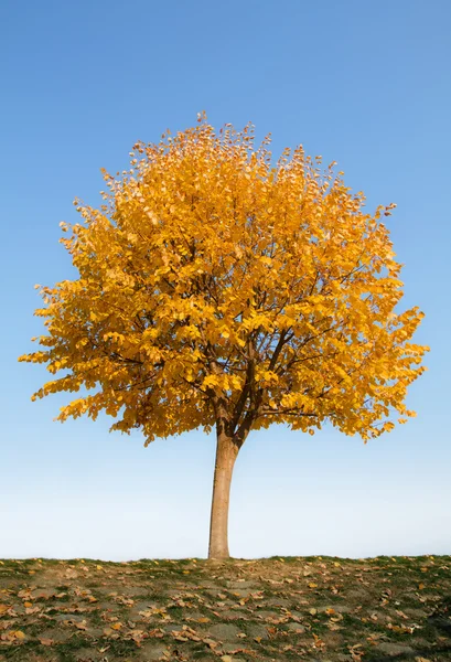Autumn Tree — Stock Photo, Image