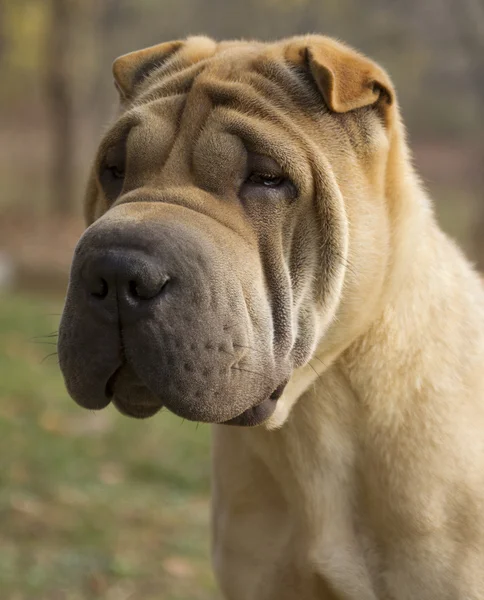 Ritratto di cane triste - Shar Pei — Foto Stock