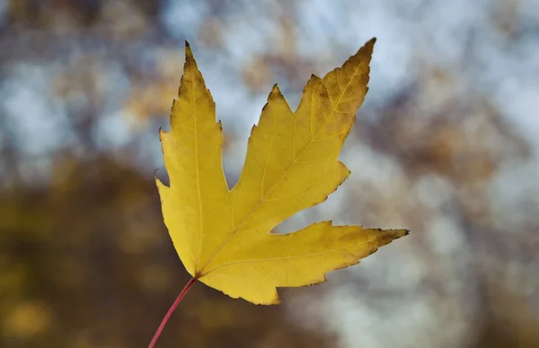 Autumn Yellow Leaf — Stock Photo, Image