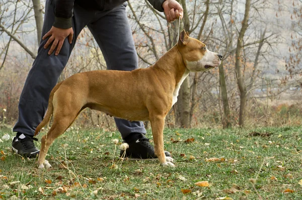 犬の訓練 - スタッフォード プロファイル ストック写真