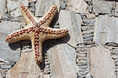 Starfish on wall clipart