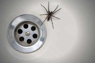 banyo örümcek
