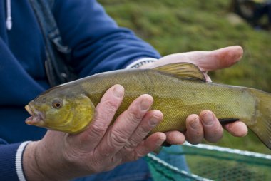 Tench Fish Side Shot Being Held clipart