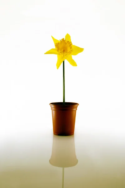 Daffodil em branco — Fotografia de Stock