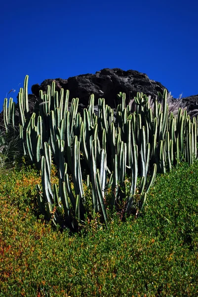 Cactus plante — Photo