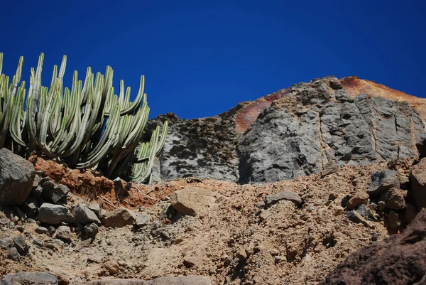 stock image Cactus and cliff