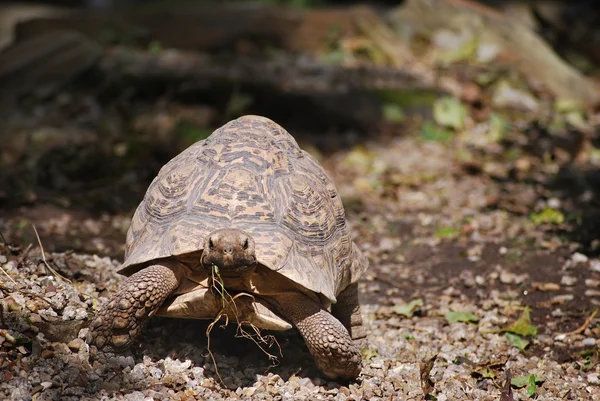 Tortoise in action — Stock Photo, Image