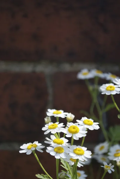 墙上的雏菊 — 图库照片