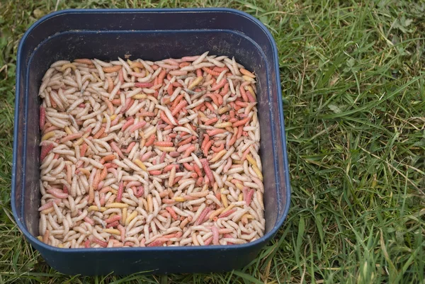 stock image Maggots in Tub