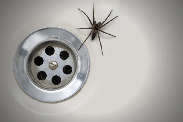 목욕 거미 스톡 사진