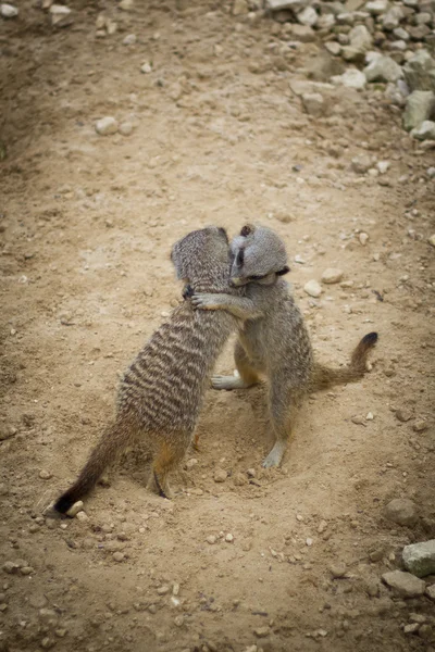 stock image Meerkats Hugging in Love