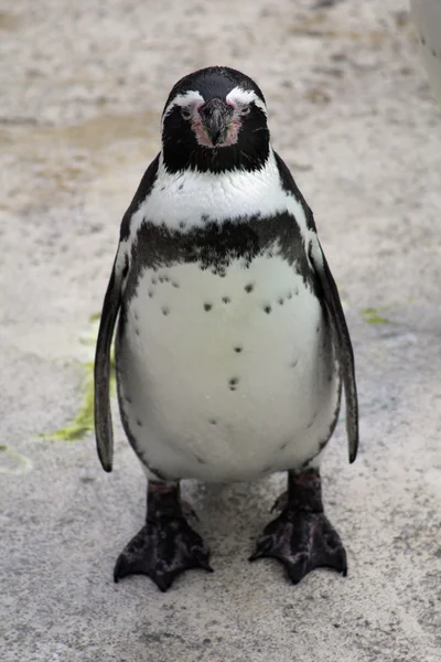 Ворчливый пингвин — стоковое фото