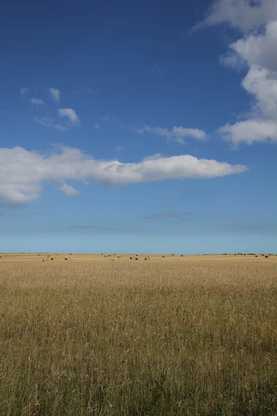 Bele siana na polu — Zdjęcie stockowe