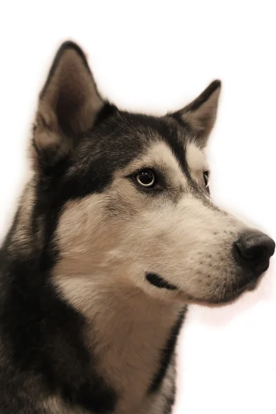 Хаски-собачий портрет — стоковое фото
