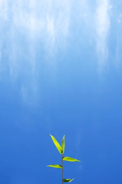 맑은 푸른 하늘에 대 한 대나무 잎 — 스톡 사진