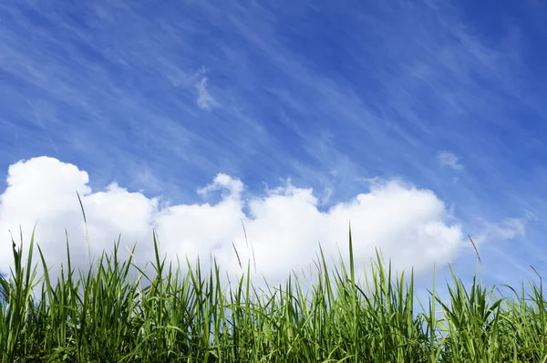 stock image Green grass with blue sunny sky