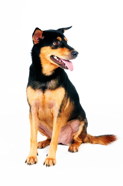 Portret uroczego psa — Zdjęcie stockowe