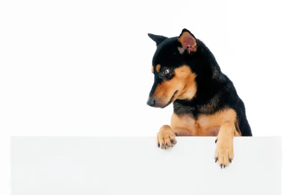 Милая собачка над рекламным щитом — стоковое фото