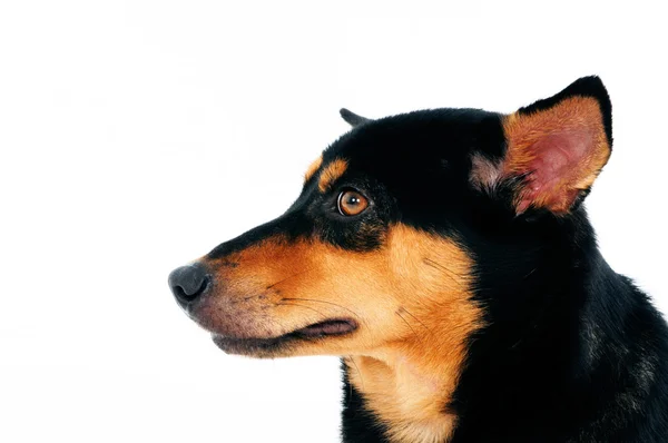 美しい犬のクローズ アップ — ストック写真