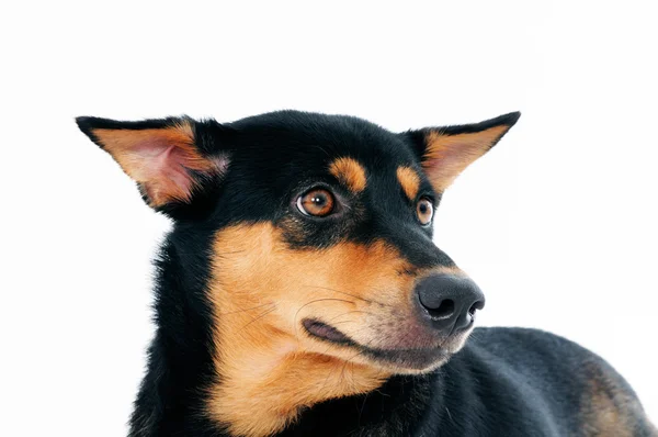 Close-up van een schattige hond — Stockfoto