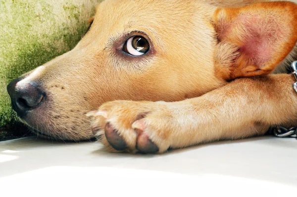 Portret zbliżenie ładny pies — Zdjęcie stockowe