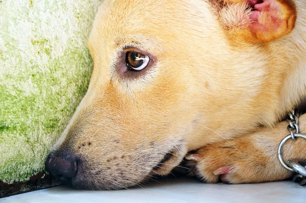 狗与悲伤的表情 免版税图库照片