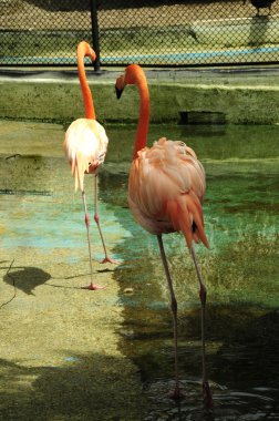 pembe flamingo