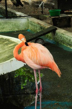 pembe flamingo