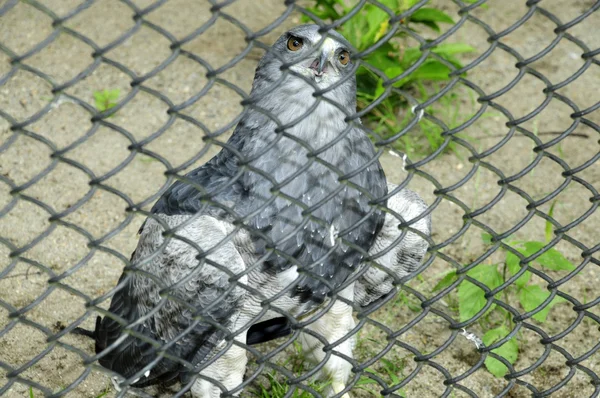 Aigle enfermé dans une cage — Photo