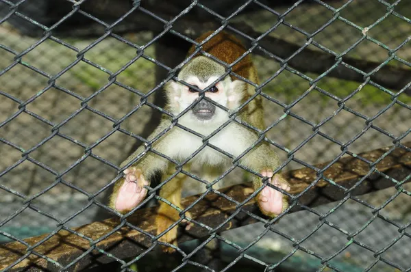 Macaco de bebê em uma jaula — Fotografia de Stock