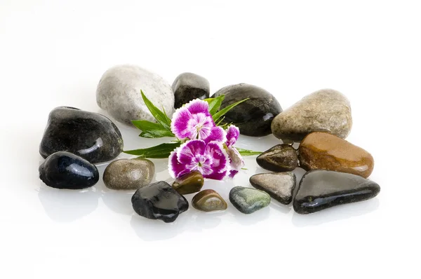 Stock image Zen stones white flowers leaves