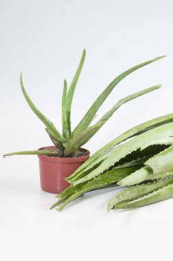 aloe vera üzerinde beyaz izole