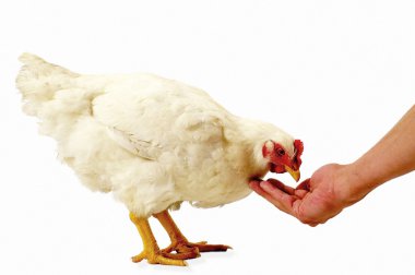 Hen eating in white background clipart