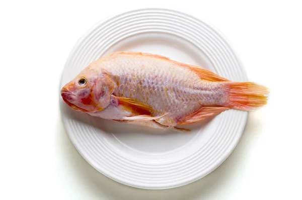 Guld fisk, havsabborre i vit skål — Stockfoto