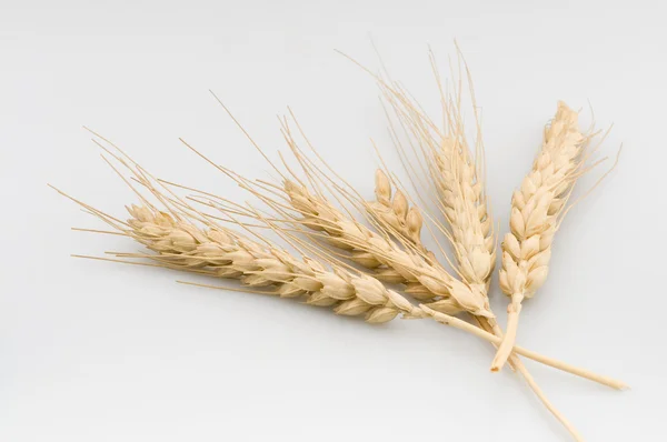 Stock image Ears of wheat