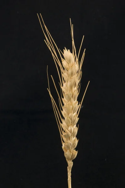 stock image Ears of wheat