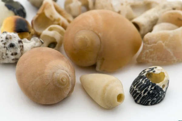 在白色背景上的蜗牛 — 图库照片