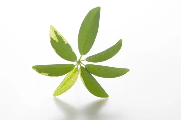 stock image Green leaves on white background